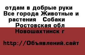 отдам в добрые руки - Все города Животные и растения » Собаки   . Ростовская обл.,Новошахтинск г.